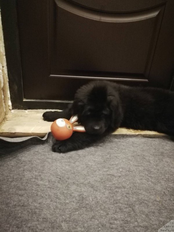 Фотография № 232820