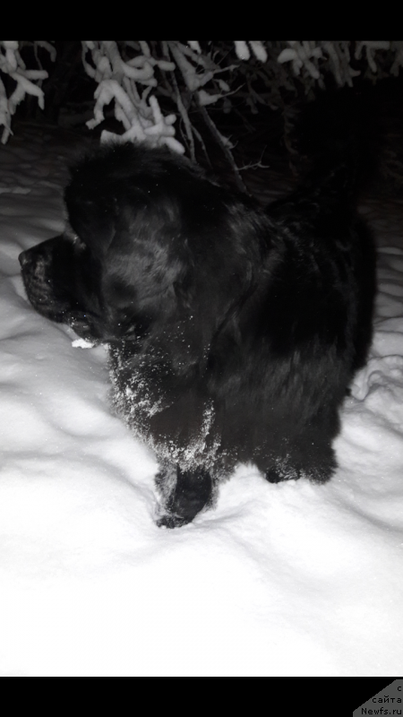 Фото: ньюфаундленд Belkonder-Club Jamaica Blue Mountin (Белкондер-Клаб Ямайка Блю Маунтин)