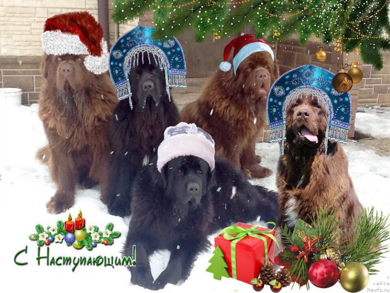 Фотография № 232825