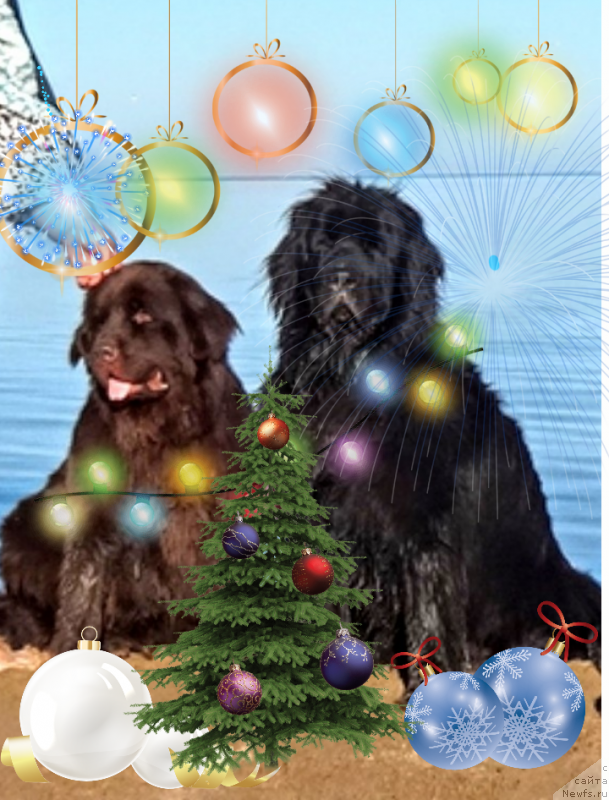 Фотография № 232830