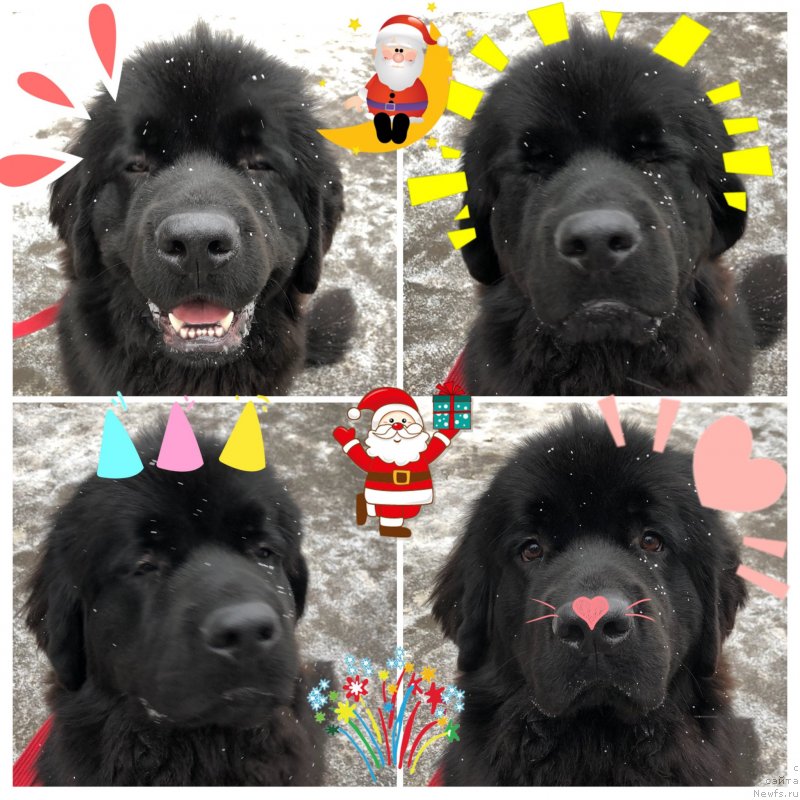 Фото: ньюфаундленд Brownblood MSK Lavy Neman (Браунблад MCК Лави Нэман)