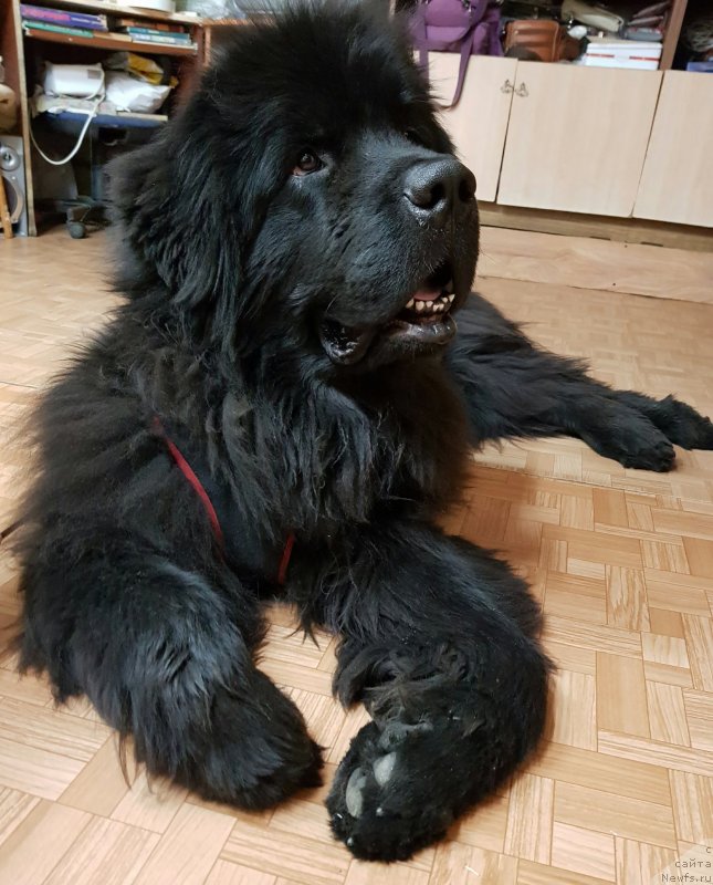 Фотография № 232835