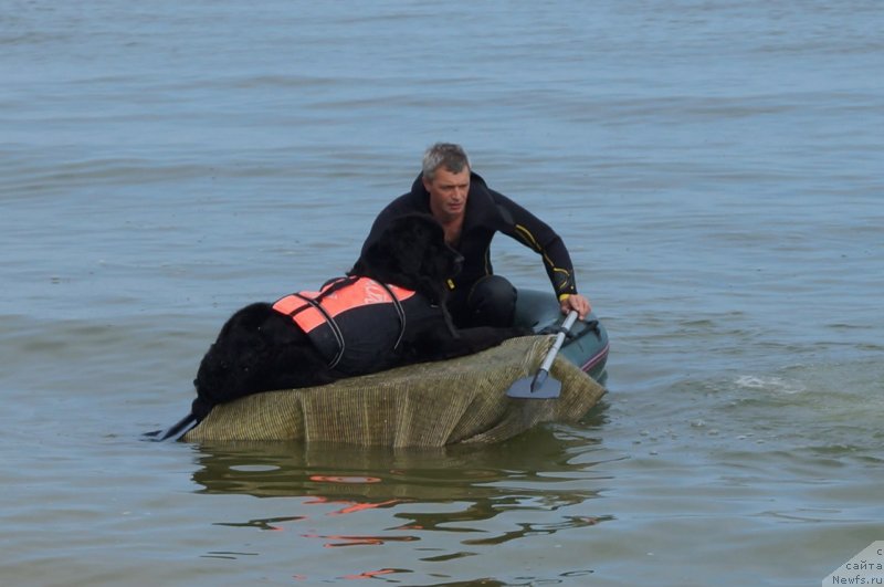 Фото: ньюфаундленд YUnona (Юнона)
