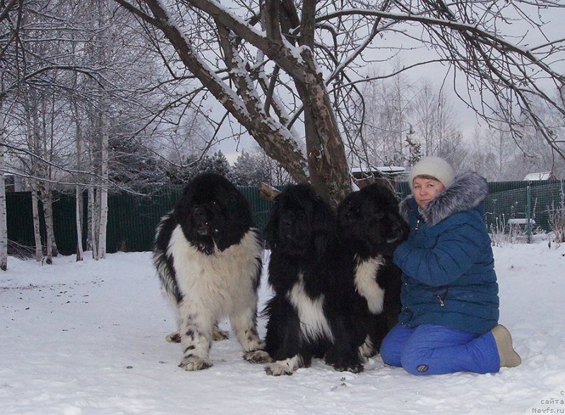 Фото: ньюфаундленд Super Bizon Cosmos (Супер Бизон Космос), ньюфаундленд Super Bizon Indiya (Супер Бизон Индия), ньюфаундленд Super Bizon Taissa (Супер Бизон Таисса)