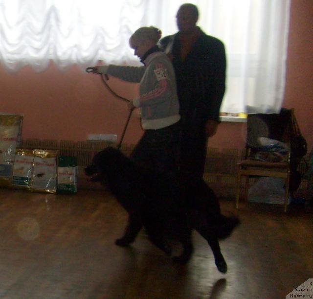 Фото: ньюфаундленд Polyarnaya Nochka (Полярная Ночка)