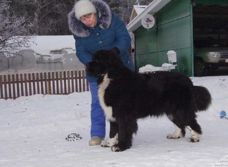 Фото: ньюфаундленд Super Bizon Taissa (Супер Бизон Таисса)
