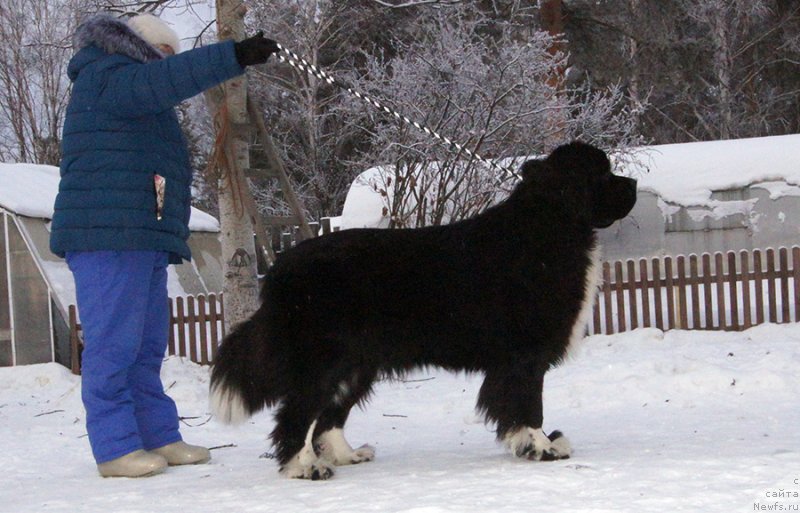 Фото: ньюфаундленд Super Bizon Taissa (Супер Бизон Таисса)