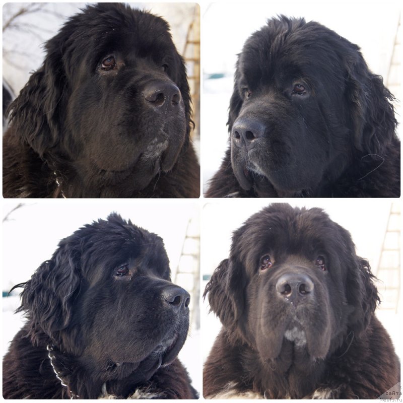 Фото: ньюфаундленд Super Bizon Taissa (Супер Бизон Таисса)