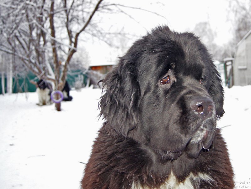 Фото: ньюфаундленд Super Bizon Taissa (Супер Бизон Таисса)