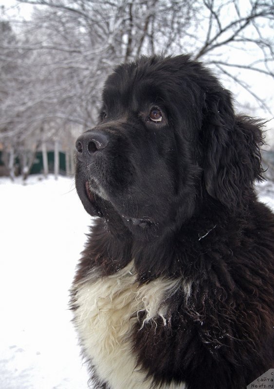 Фотография № 232861