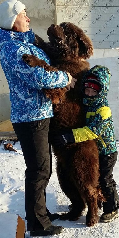 Фото: ньюфаундленд Brownblood MSK Leya Aiman (Браунблад МСК Лея Айман)