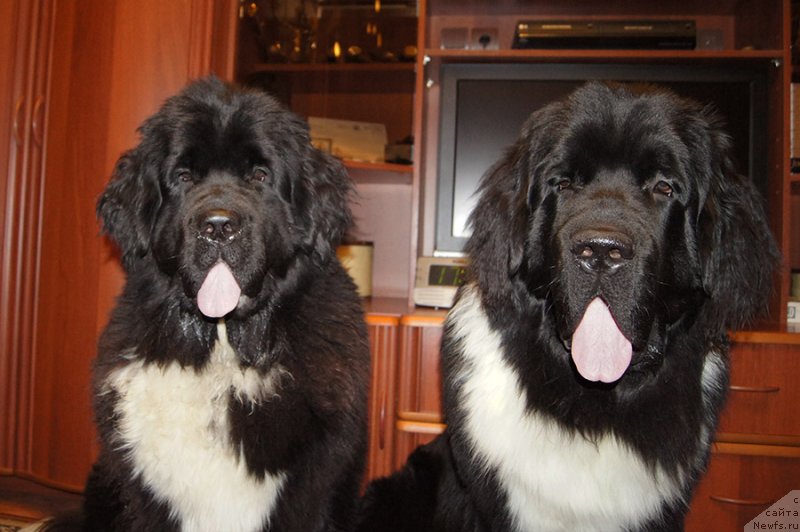 Фото: ньюфаундленд Super Bizon Taissa (Супер Бизон Таисса), ньюфаундленд Super Bizon Tomas (Супер Бизон Томас)