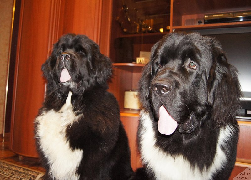 Фотография № 232884