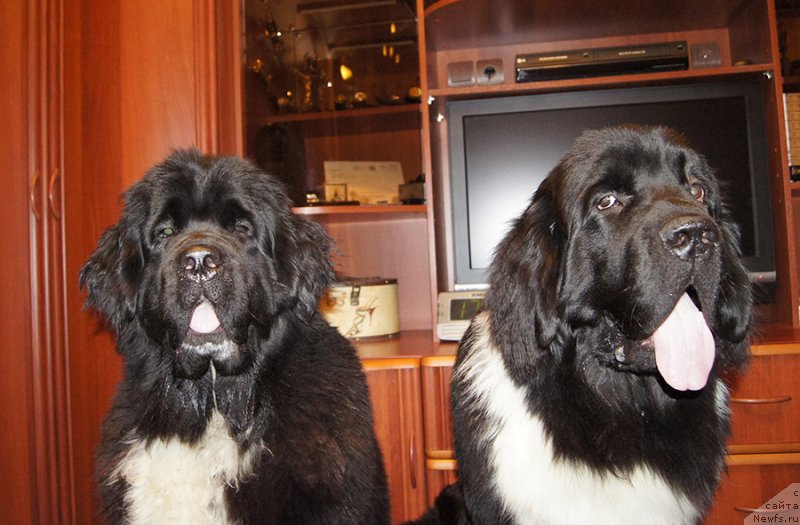 Фото: ньюфаундленд Super Bizon Taissa (Супер Бизон Таисса), ньюфаундленд Super Bizon Tomas (Супер Бизон Томас)