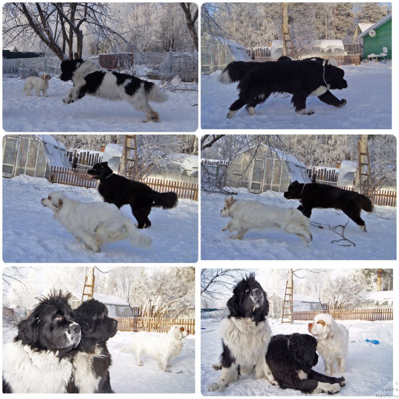 Фото: ньюфаундленд Super Bizon Taissa (Супер Бизон Таисса), ньюфаундленд Super Bizon Mursielaga (Супер Бизон Мурсиелага)