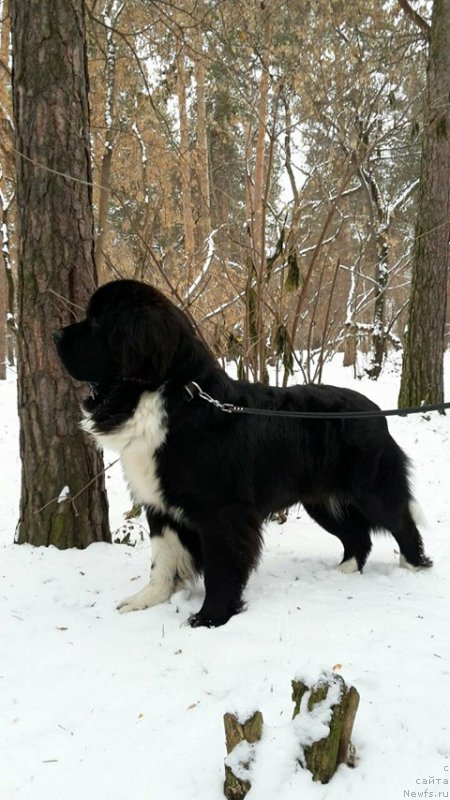 Фото: ньюфаундленд Super Bizon Tomas (Супер Бизон Томас)