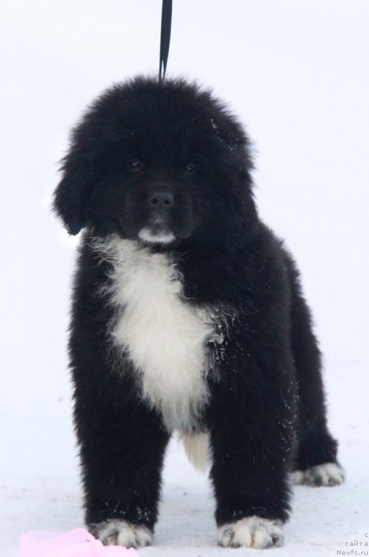 Фото: Фанагория