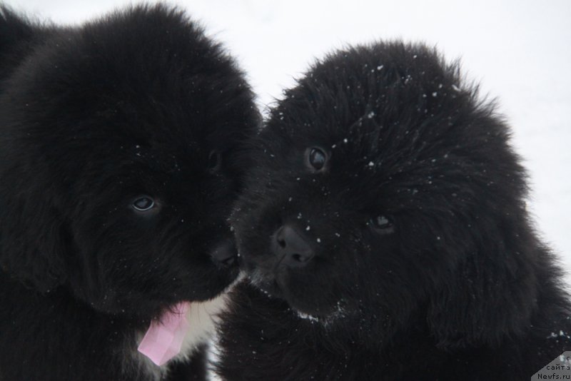 Фото: Фьерд и Фанагория