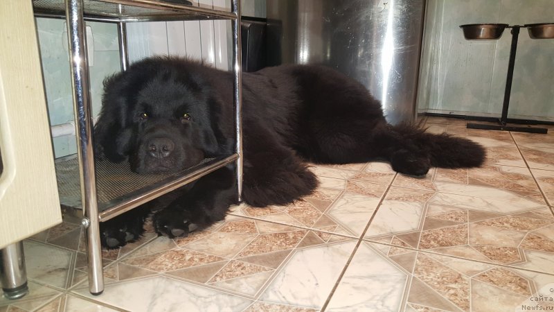 Фото: ньюфаундленд Dlya Al'fyi Daroksovaya (Для Альфы Дароксовая)