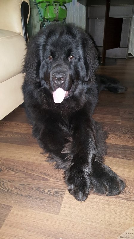 Фото: ньюфаундленд Dlya Al'fyi Daroksovaya (Для Альфы Дароксовая)