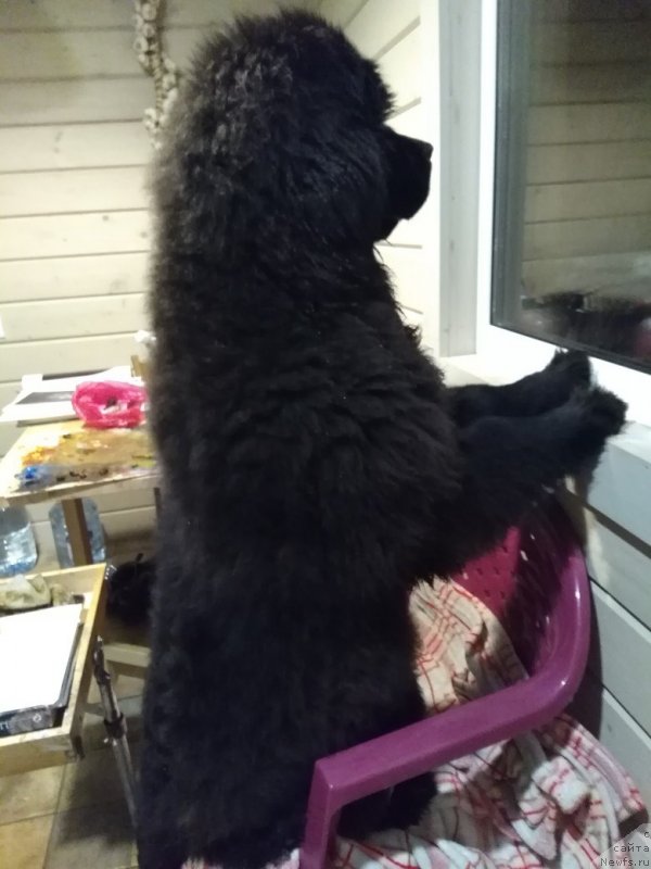 Фото: ньюфаундленд Al'fa Dar Oksa Zvezdnaya Noch' (Альфа Дар Окса Звездная Ночь)