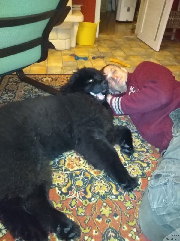 Фото: ньюфаундленд Al'fa Dar Oksa Zvezdnaya Noch' (Альфа Дар Окса Звездная Ночь)