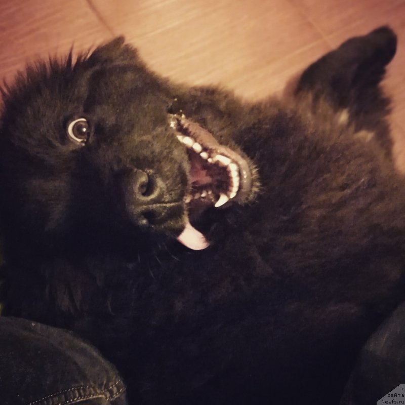 Фото: ньюфаундленд Al'fa Dar Oksa Zaznoba (Альфа Дар Окса Зазноба)