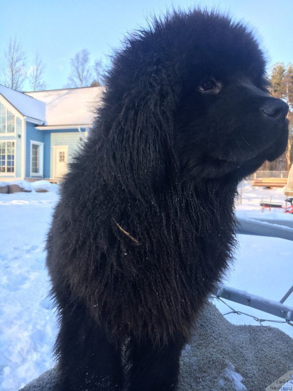 Фото: ньюфаундленд Al'fa Dar Oksa Zapashnyiy (Альфа Дар Окса Запашный)