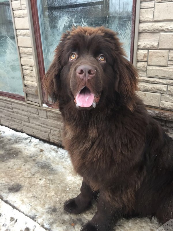 Фото: ньюфаундленд Brownblood MSK Darley Rinna (Браунблад МСК Дарли Ринна)