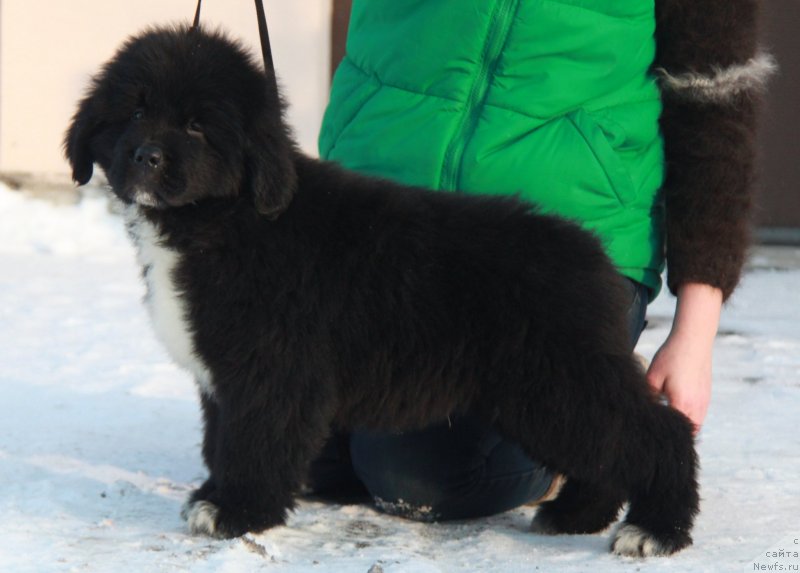 Фото: Форестер