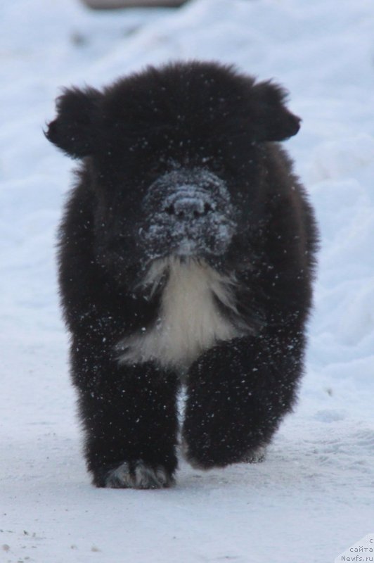 Фото: Форестер