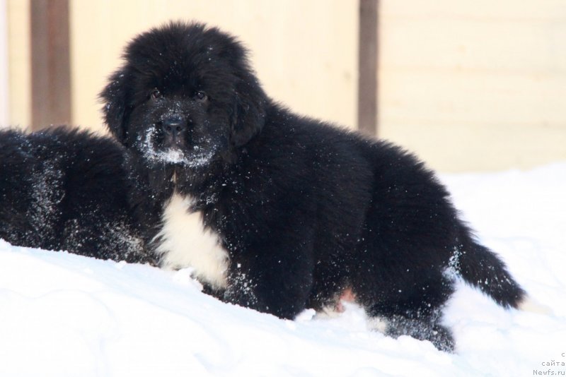 Фото: Форестер