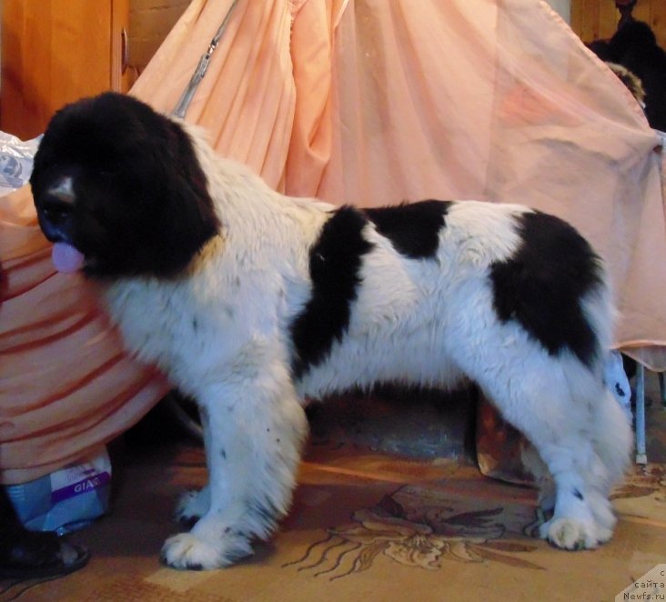 Фото: ньюфаундленд Varvara Krasa ot Karel'skih Medvedey (Варвара Краса от Карельских Медведей)