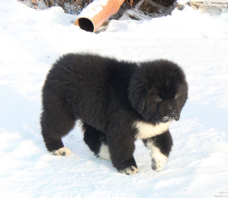 Фото: Феличита