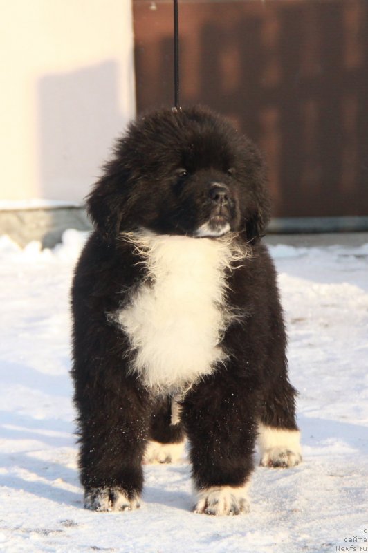 Фото: Феличита