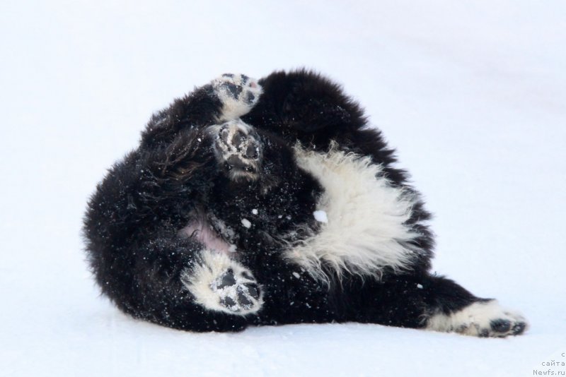 Фото: Феличита