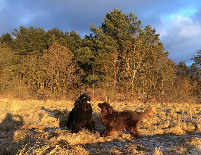 Фото: ньюфаундленд Chernaya Mafia Short and Sweet (Черная Мафия Шорт анд Свеет), ньюфаундленд Nikol Gold Star (Николь Голд Стар)