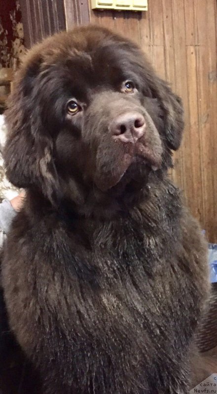 Фото: ньюфаундленд Brownblood MSK Darley Rinna (Браунблад МСК Дарли Ринна)