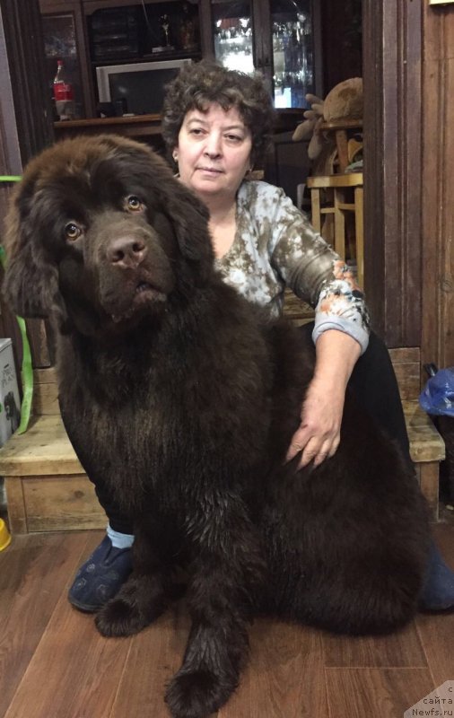 Фото: ньюфаундленд Brownblood MSK Darley Rinna (Браунблад МСК Дарли Ринна)