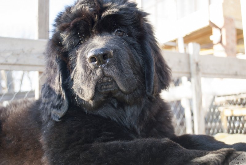 Фото: ньюфаундленд CHernyiy Balu Morisabel' (Черный Балу Морисабель)