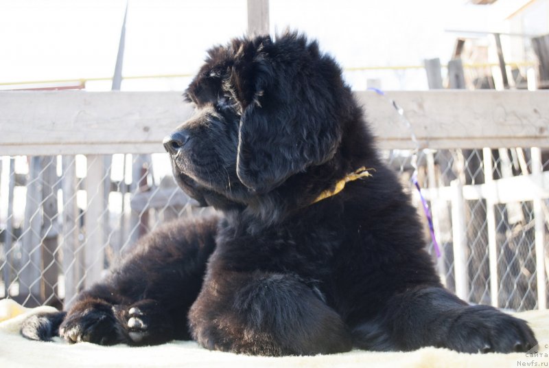 Фото: ньюфаундленд CHernyiy Balu Morisabel' (Черный Балу Морисабель)