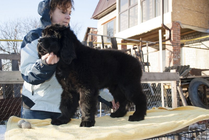 Фото: ньюфаундленд CHernyiy Balu Morisabel' (Черный Балу Морисабель)