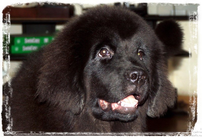 Фотография № 232943