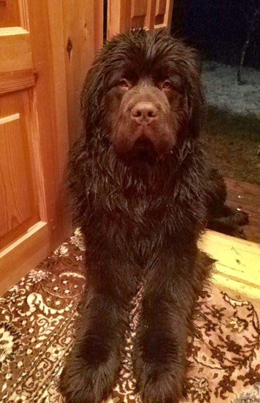 Фото: ньюфаундленд Braunblad MSK Dvayt Garnet (Браунблад МСК Двайт Гарнет)