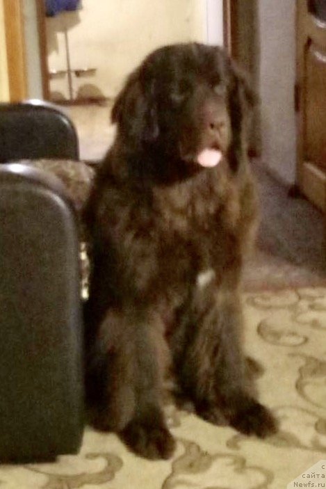 Фото: ньюфаундленд Brownblood MSK Drimi Ein (Браунблад МСК Дрими Эйн)