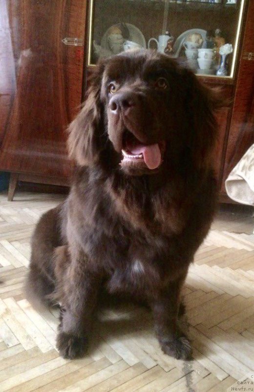 Фото: ньюфаундленд Braunblad MSK Djeyn Vendi (Браунблад МСК Джейн Венди)