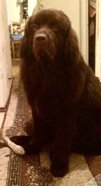 Фото: ньюфаундленд Braunblad MSK Djeyn Vendi (Браунблад МСК Джейн Венди)