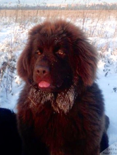 Фото: ньюфаундленд Brownblood MSK Darlina Joy (Браунблад МСК Дарлина Джой)