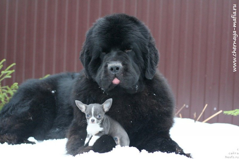 Фото: ньюфаундленд Chernaya Mafia Be Cool (Черная Мафия Бе Коол)