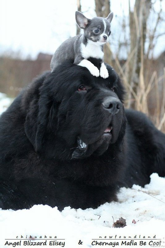 Фото: ньюфаундленд Chernaya Mafia Be Cool (Черная Мафия Бе Коол)